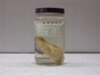 藏品(凱氏棘花鱸)的圖片